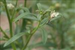 Chaenorhinum minus subsp. pseudorubrifolium Gamisans