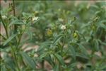 Chaenorhinum minus subsp. pseudorubrifolium Gamisans