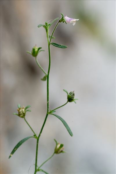 Chaenorhinum minus subsp. pseudorubrifolium Gamisans