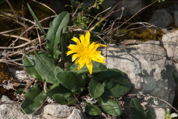 Hieracium humile Jacq.