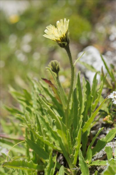 Hieracium intybaceum All.