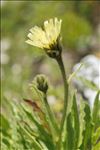 Hieracium intybaceum All.