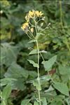 Hieracium prenanthoides Vill.