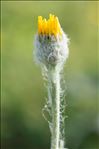 Hieracium tomentosum L.