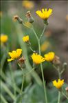 Hieracium tomentosum L.