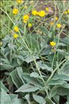 Hieracium tomentosum L.