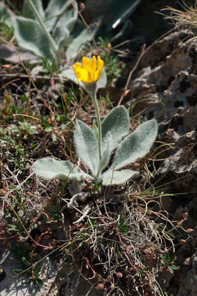 Hieracium tomentosum L.