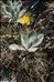 Hieracium tomentosum L.
