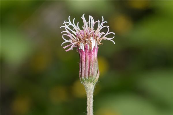 Homogyne alpina (L.) Cass.