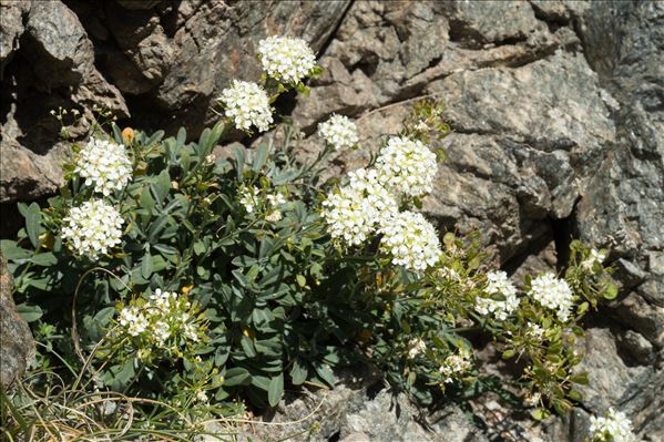 Hormathophylla ligustica (Breistr.) Španiel, Al-Shehbaz, D.A.German & Marhold