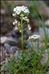 Hornungia alpina subsp. auerswaldii (Willk.) O.Appel