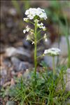 Hornungia alpina subsp. brevicaulis (Spreng.) O.Appel