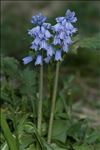 Hyacinthoides hispanica (Mill.) Rothm.