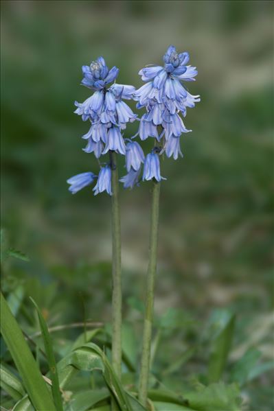 Hyacinthoides hispanica (Mill.) Rothm.