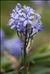 Hyacinthoides italica (L.) Rothm.