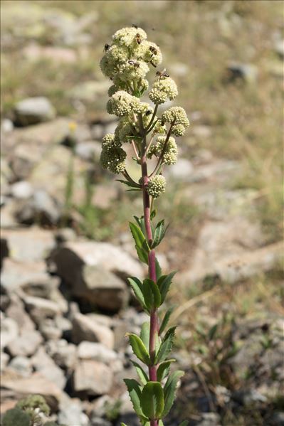 Hylotelephium maximum (L.) Holub