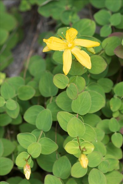 Hypericum nummularium L.