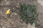 Hypochaeris robertia (Sch.Bip.) Fiori