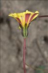 Hypochaeris robertia (Sch.Bip.) Fiori