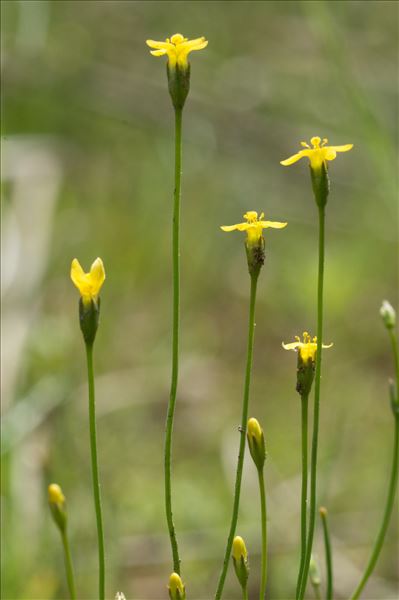 Cicendia filiformis (L.) Delarbre