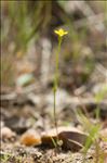 Cicendia filiformis (L.) Delarbre