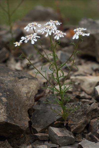 Iberis pinnata L.