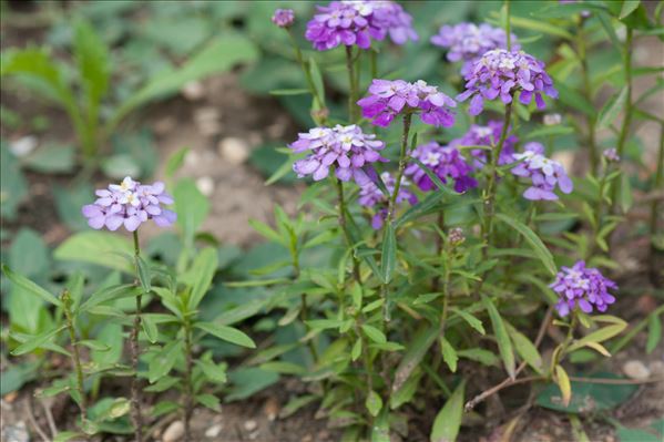 Iberis umbellata L.