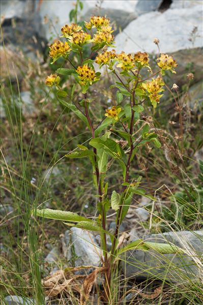 Inula bifrons L.