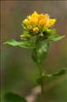 Inula bifrons L.