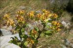 Inula bifrons L.