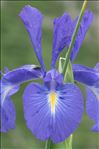 Iris latifolia (Mill.) Voss