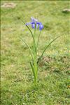 Iris latifolia (Mill.) Voss