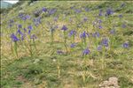 Iris latifolia (Mill.) Voss