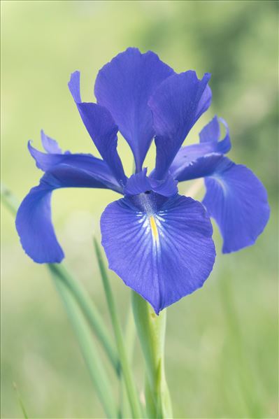 Iris latifolia (Mill.) Voss