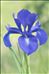 Iris latifolia (Mill.) Voss