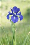 Iris latifolia (Mill.) Voss