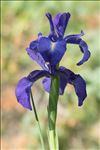 Iris latifolia (Mill.) Voss