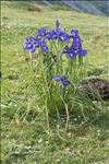 Iris latifolia (Mill.) Voss