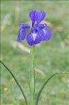 Iris latifolia (Mill.) Voss