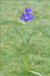 Iris latifolia (Mill.) Voss