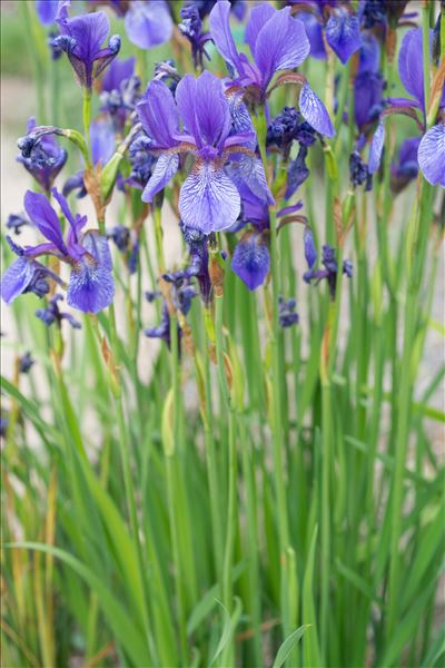 Iris sibirica L.