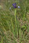 Iris spuria L.