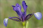 Iris spuria L.