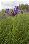 Iris spuria L.