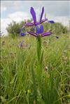 Iris spuria L.