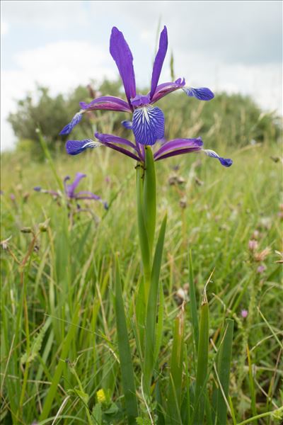 Iris spuria L.