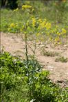 Isatis tinctoria L.
