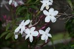 Jasminum officinale L.
