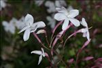 Jasminum officinale L.