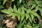 Jasminum officinale L.